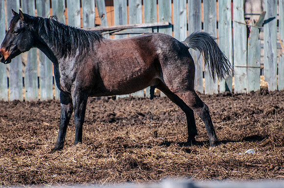 NIKON D300 - _NRL0079