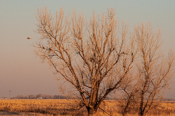 NIKON D300 - _NRL9805-2