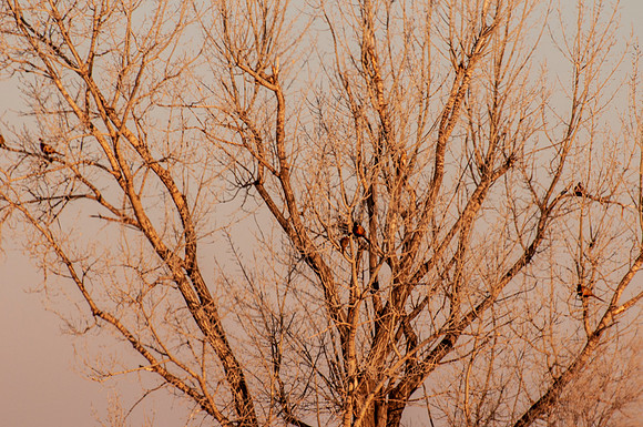 NIKON D300 - _NRL9807-2
