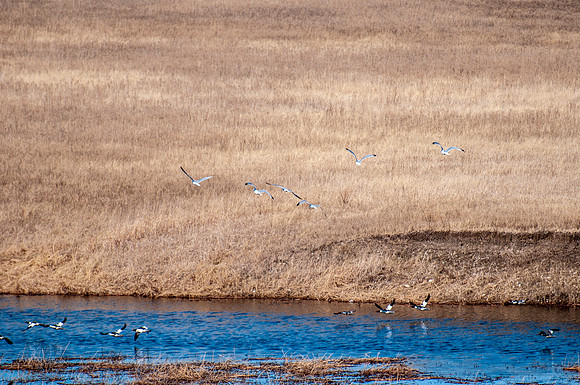 NIKON D300 - _NRL0045