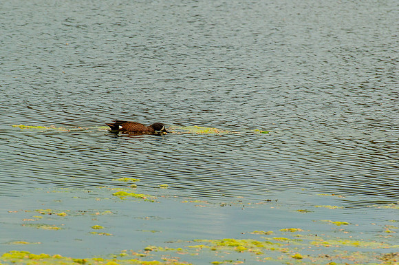 DSC_8204