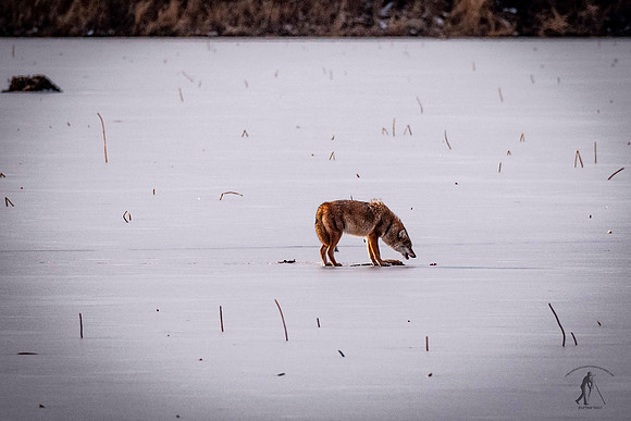 Loess Bluffs National Wildlife Refuge-5669