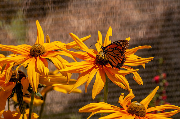 DSC_8598